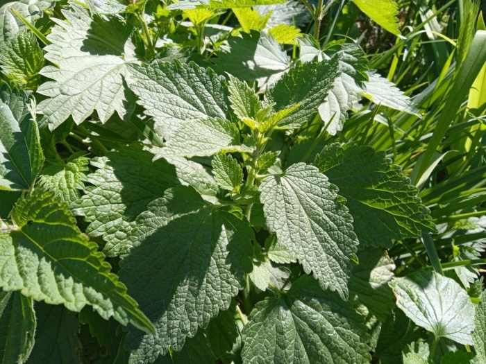 Крапива двудомная