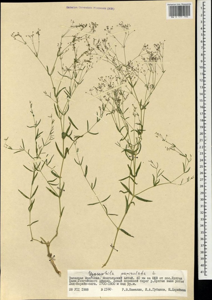 Gypsophila paniculata l