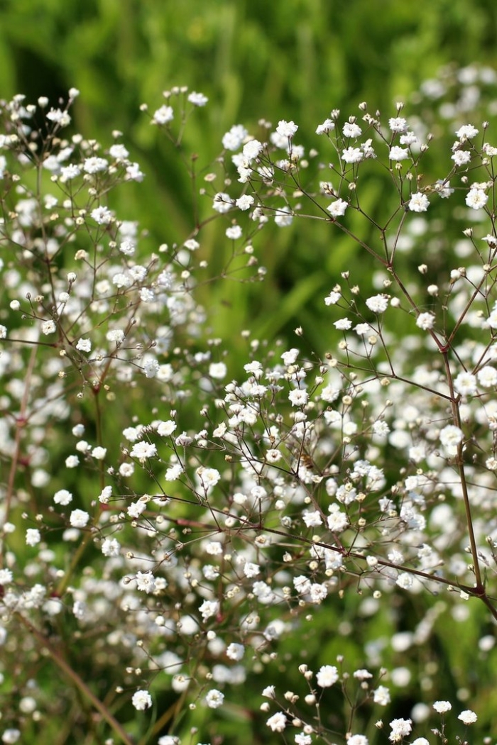 Гипсофила метельчатая (качим)