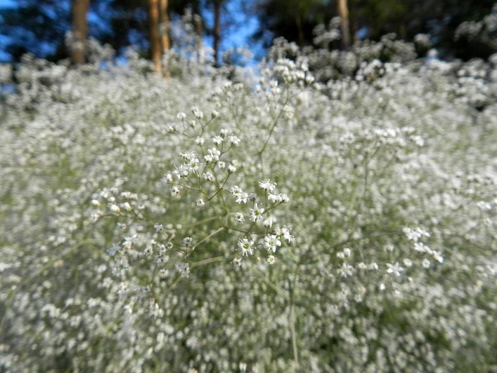 Качим метельчатый перекати поле