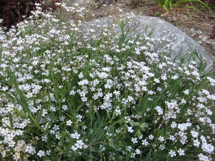 Гипсофила тихоокеанская (gypsophila pacifica)