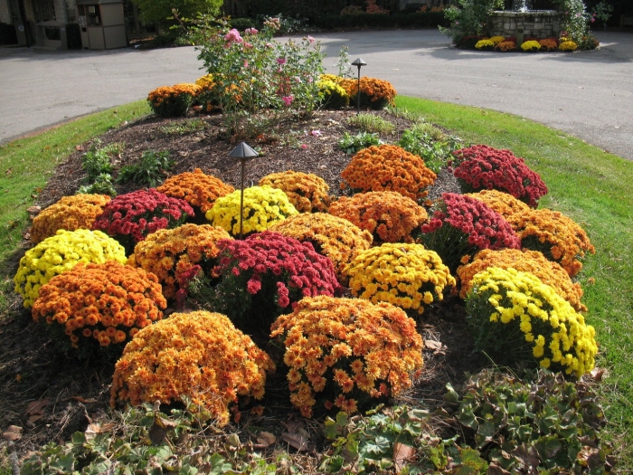 Хризантема мультифлора шаровидная клумба