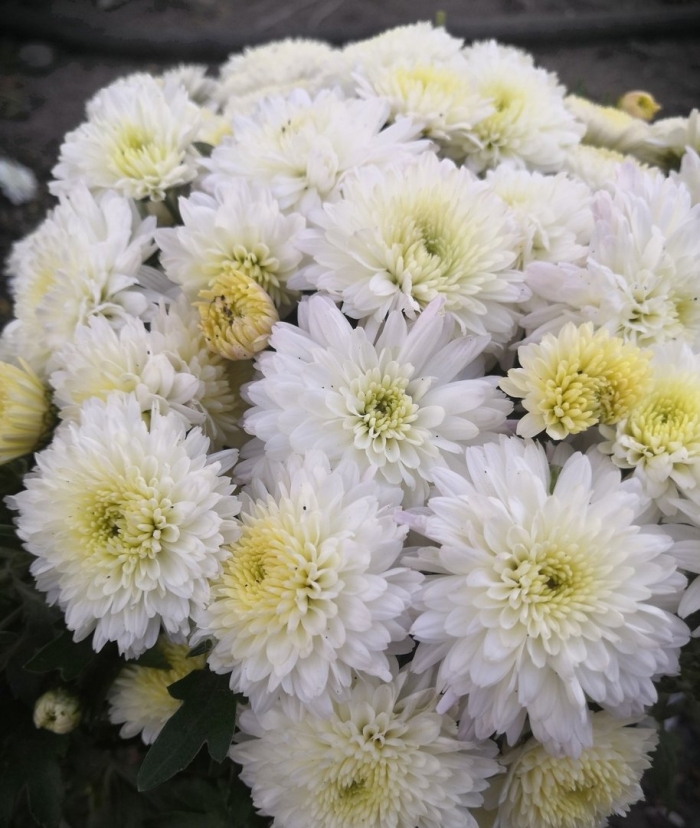 Хризантема мультифлора белая ромашка