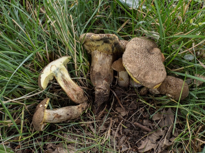 Моховик зеленый xerocomus subtomentosus