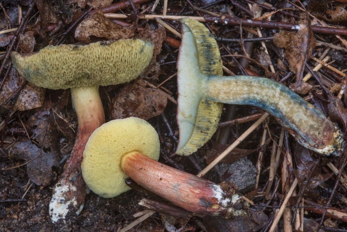 Xerocomellus cisalpinus