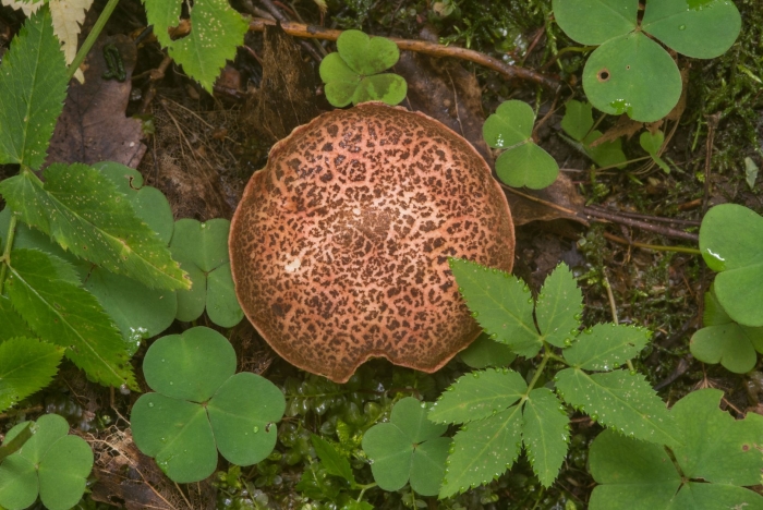 Ежовик пестрый гриб