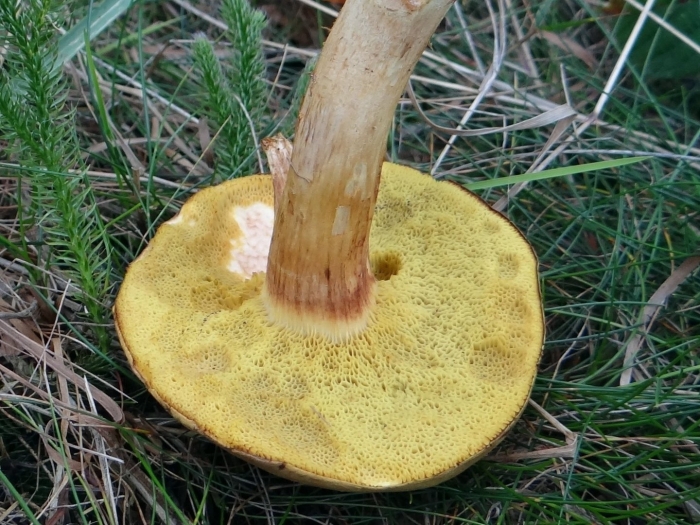 Xerocomus ferrugineus