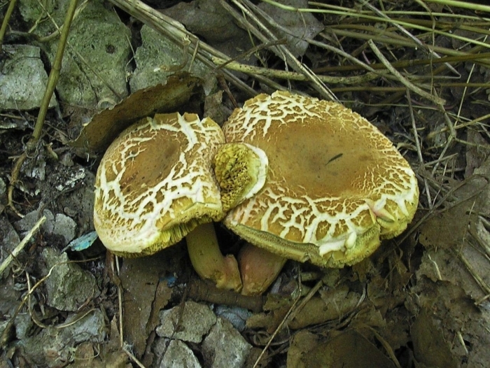 Моховик пороспоровый