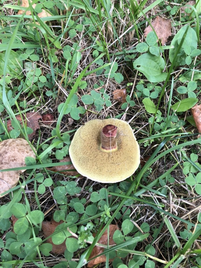 Гриб моховик пёстрый