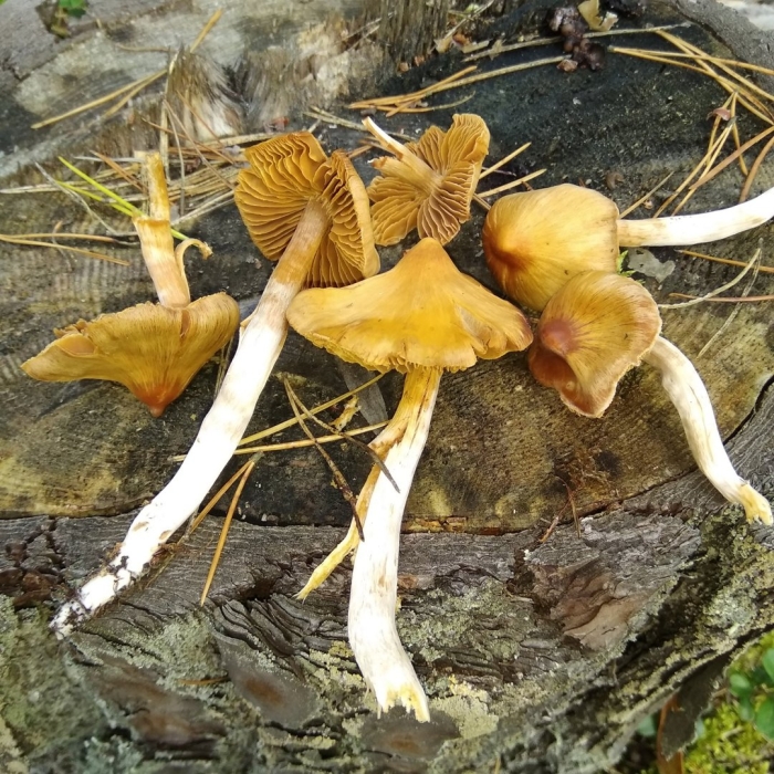 Волоконница патуйяра