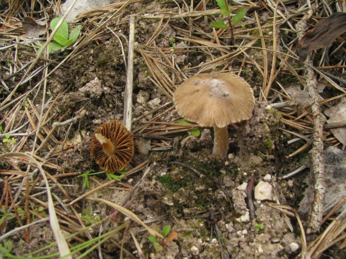 Волоконница волокнистая