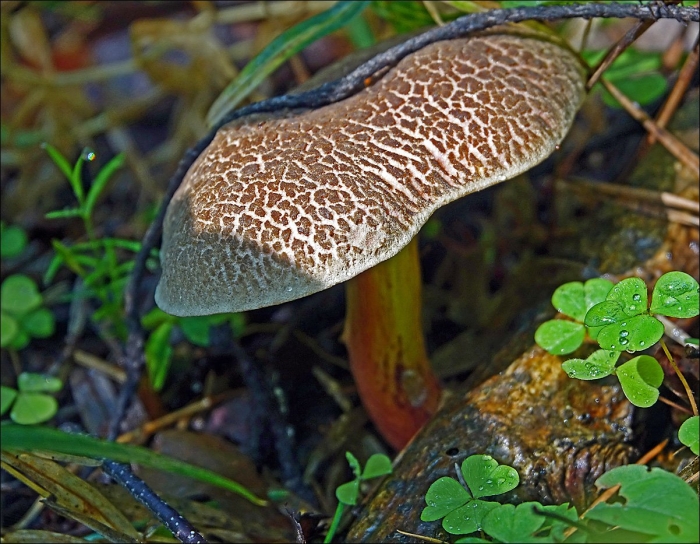 Гриб моховик пёстрый