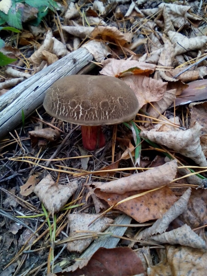 Моховик красный