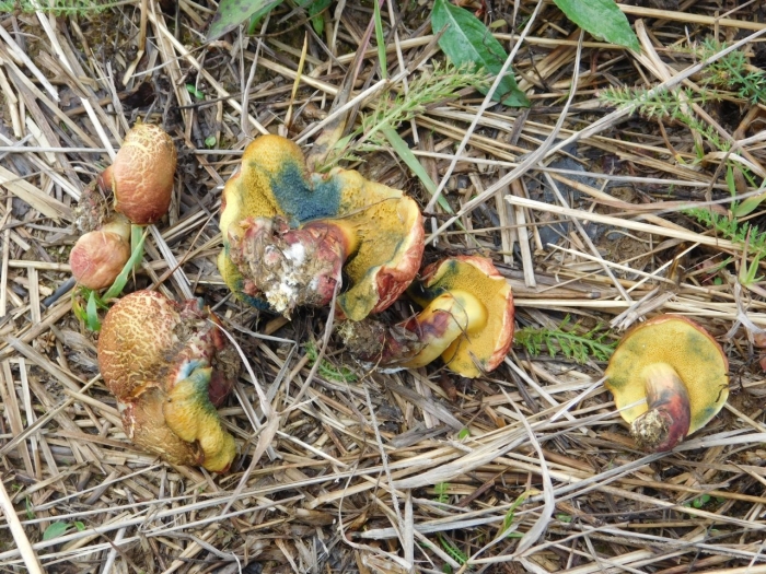 Моховик пёстрый (xerocomellus chrysenteron)