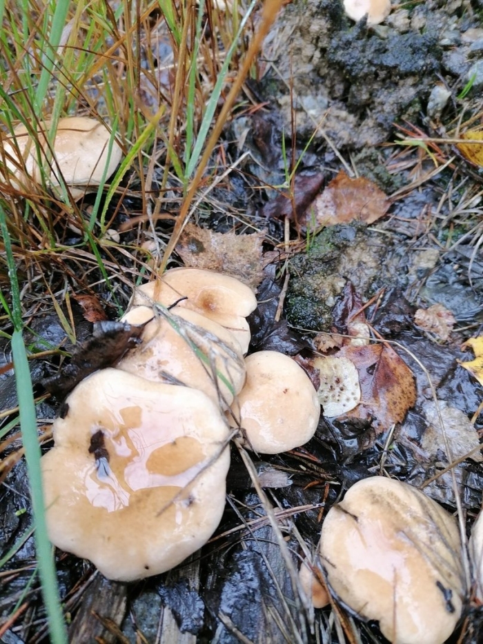 Гриб козляк