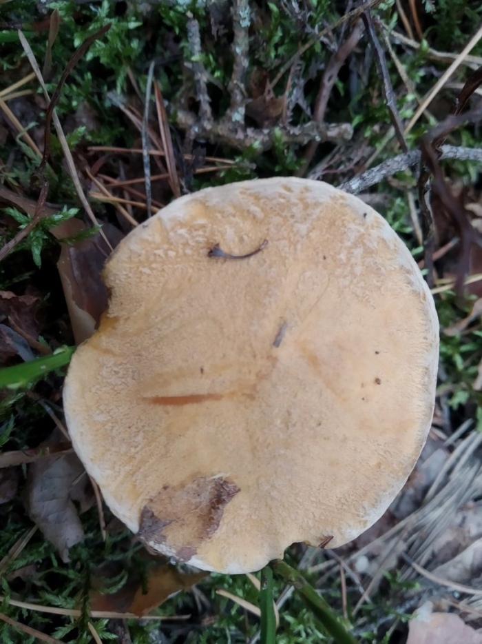 Масленок моховик желто бурый