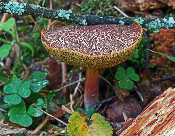 Моховик пестрый гриб