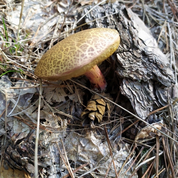 Моховик гриб ложный