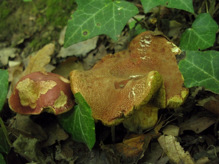 Моховик красный hortiboletus rubellus