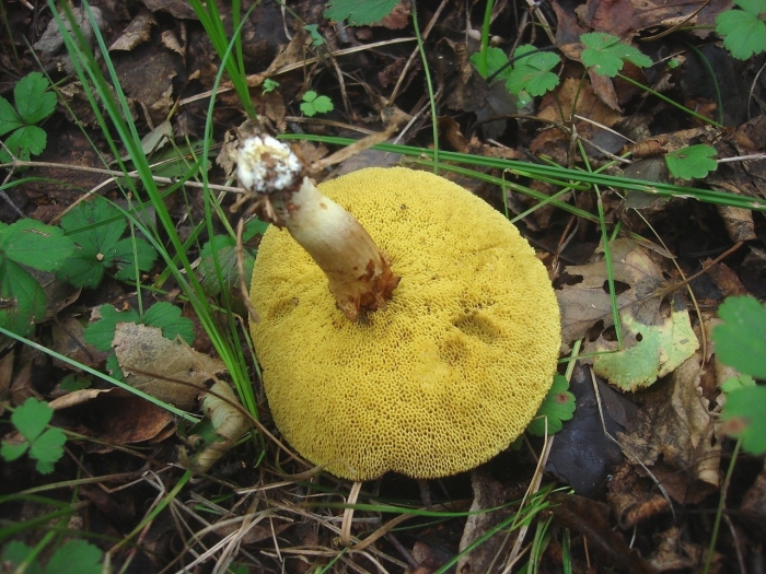 Гриб моховик