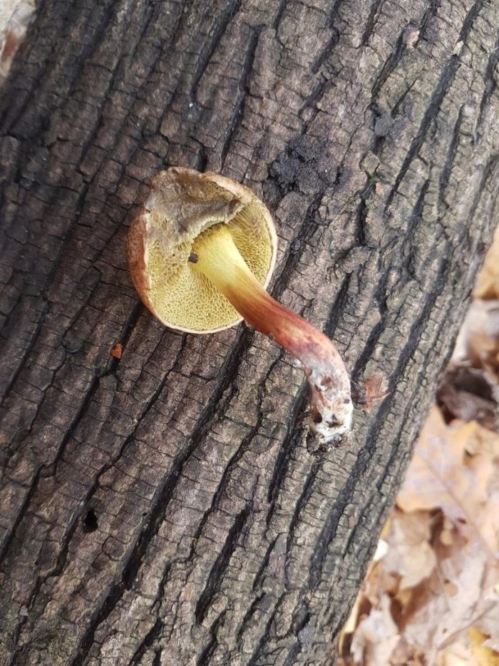 Гриб моховик съедобный