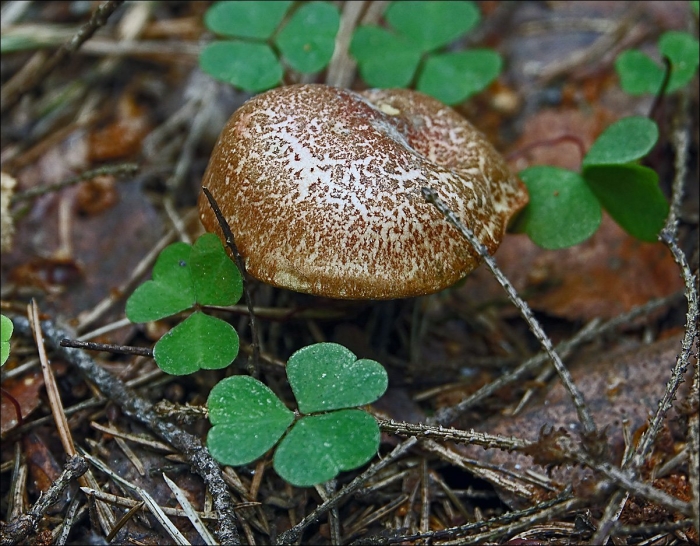 Гриб паутинник чешуйчатый