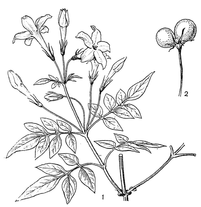 Jasminum officinale
