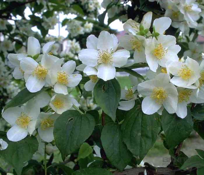 Чубушник старбрайт