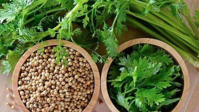 Кориандр растение