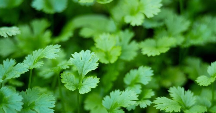 Кинза зелень