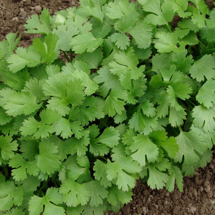 Кориандр бородинский кинза