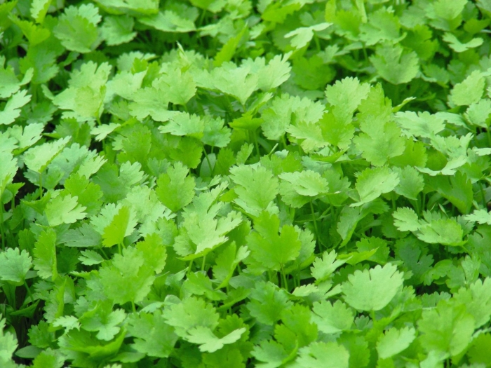 Кориандр кинза
