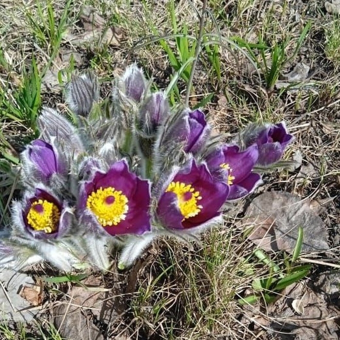 Первоцветы донской степи