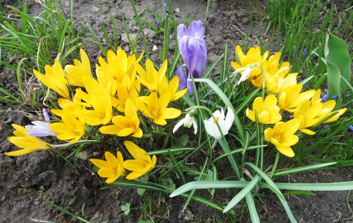 Подмосковные первоцветы