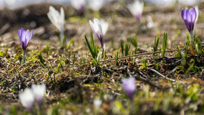 Первоцветы подмосковья