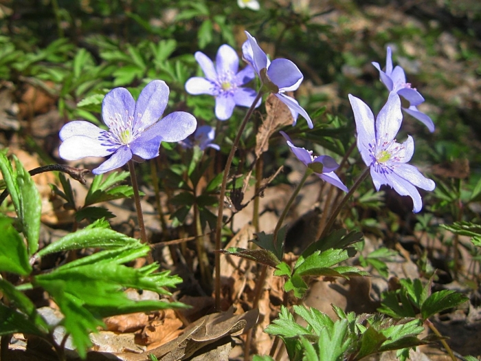 Печеночница благородная hepatica nobilis