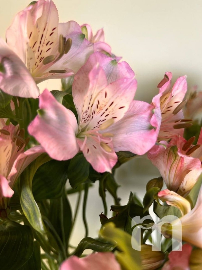 Альстромерия джулия гарда