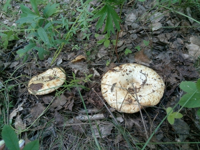 Гриб белый груздь