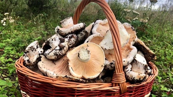 Грузди гриб