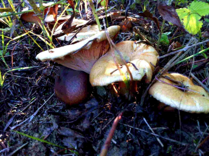 Свинушка гриб