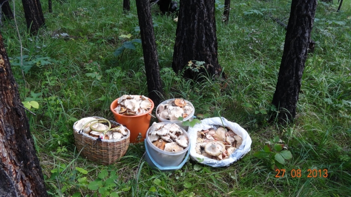 Гриб в лесу