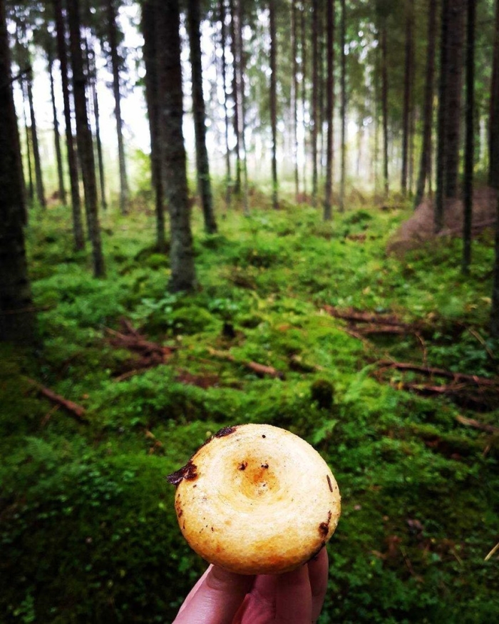 Груздь сосновый