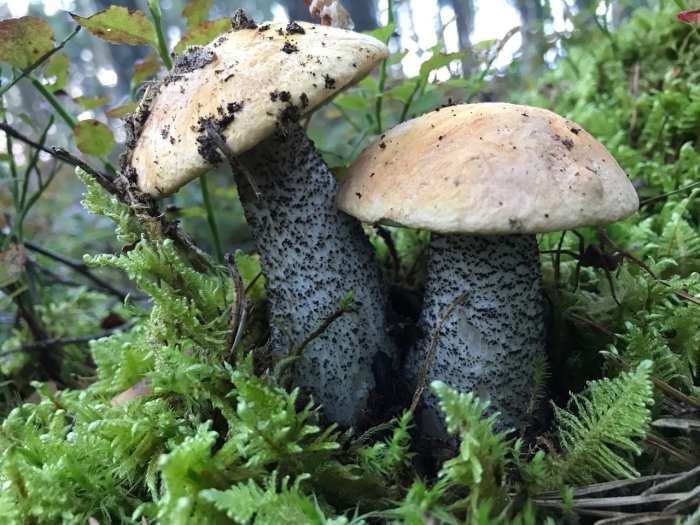 Подосиновик желто бурый