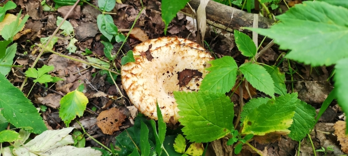 Грузди осиновые