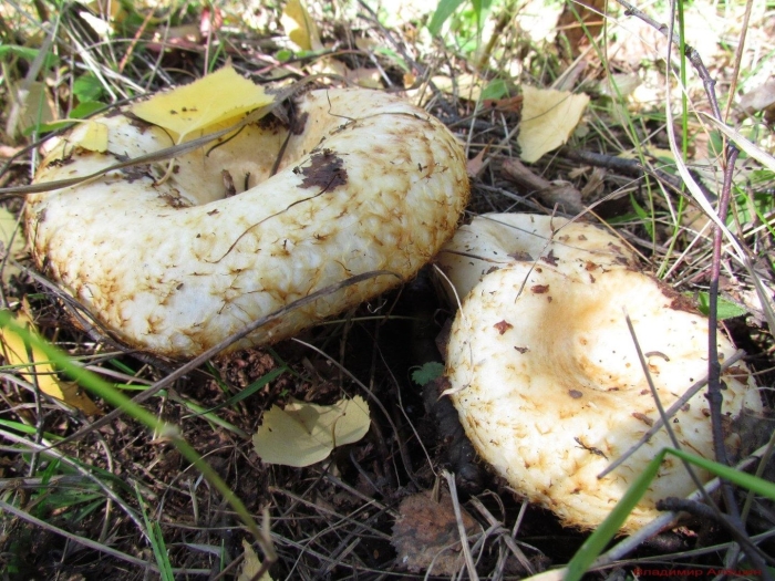 Белый груздь гриб