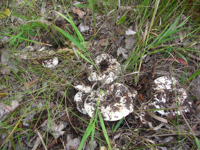 Подгруздок белый сухой груздь