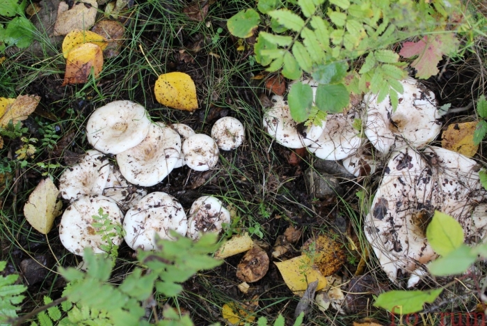 Подгруздок белый насколько съедобный