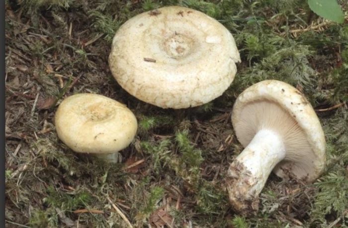 Волнушка белая гриб