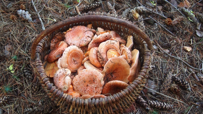 Рыжик сосновый боровой lactarius deliciosus