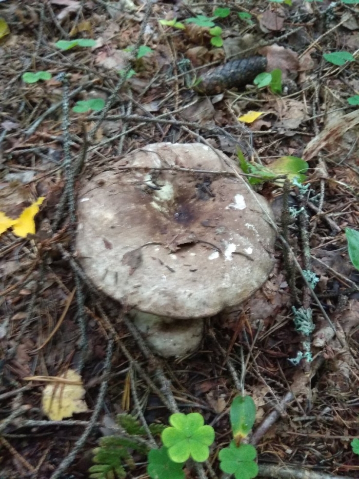 Подгруздок чёрный russula adusta